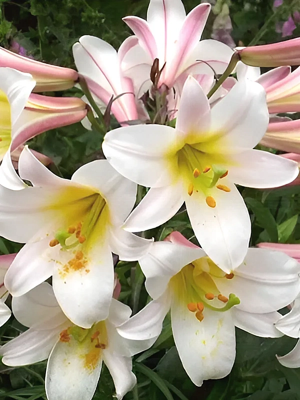 Лилия Регале Альбум